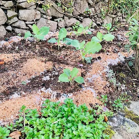 Landhaus Spring Furnas (Azores)
