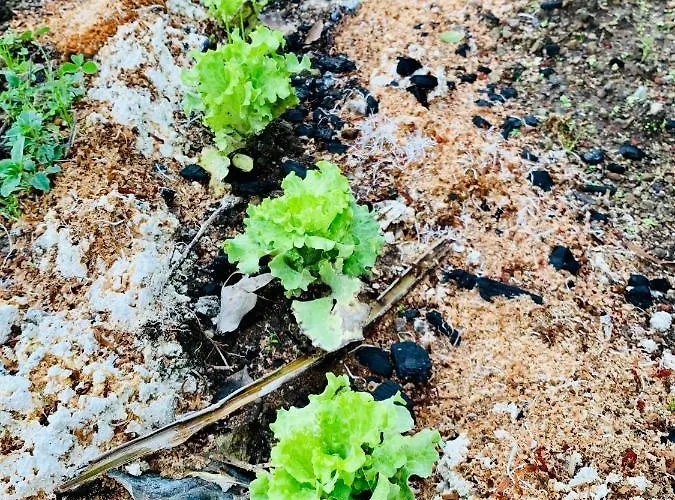 Spring Gospodarstwo wiejskie