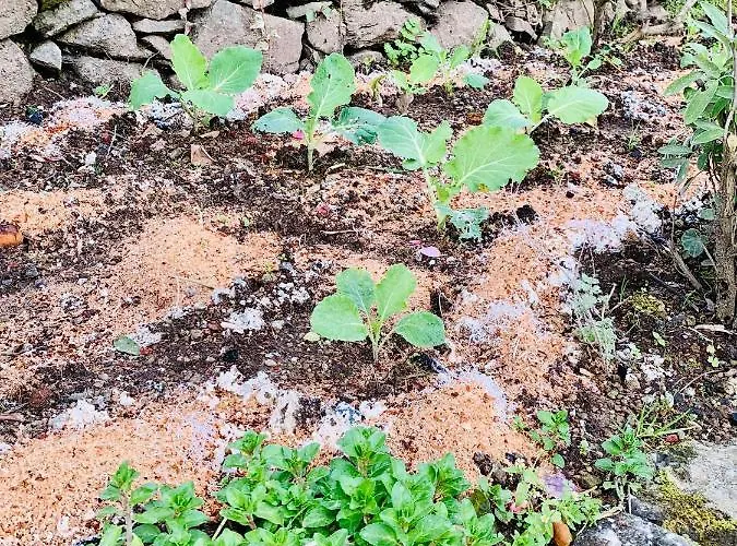 Gospodarstwo wiejskie Spring Furnas (Azores)