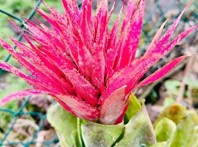 Spring Furnas (Azores)