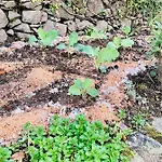 Gospodarstwo wiejskie Spring Furnas (Azores)